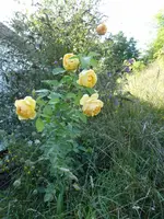 P1190290.webp