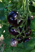 BlueBerry.webp