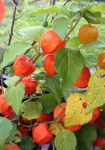 Herbstdeko.webp