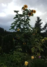 sonnenblume 310.webp