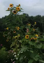 sonnenblume310.webp