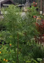 Riesengewürztagetes1.webp