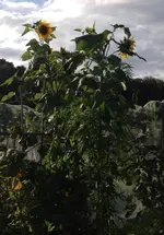 Sonnengewürztagetes.webp