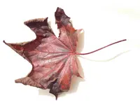 image.webp