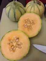 Honigmelone.webp
