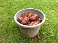Kartoffeln2.webp