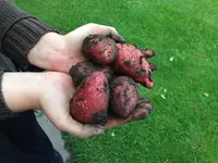 Kartoffeln.webp