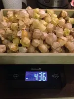 Physalis2.webp
