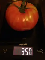TOmate.webp