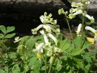 Lerchensporn.webp