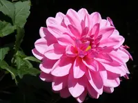 Dahlie3.webp