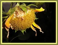 014.webp