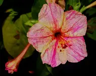 BlmnMakro (17).webp