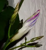 BlmnMakro (16).webp