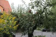 apfelbaum.webp