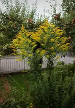 golden_filaments.webp