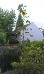 IMAG0314.webp