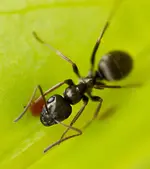 19.webp