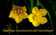 Tautropfen 2014 v.webp