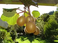 Kiwi v.webp