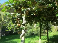 Kiwi v (3).webp