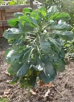 Rosenkohl1.webp