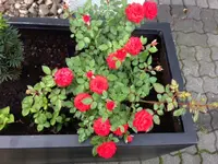 Foto 5.webp