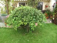 DSCF0437.webp