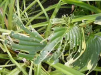 Hosta.webp