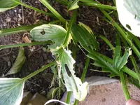 Hosta2.webp