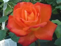 008k.webp