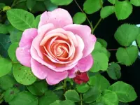 012k.webp