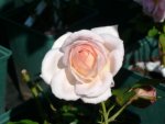 Rose Chandos Beauty 1.jpg