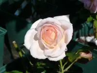 Rose Chandos Beauty 1.webp