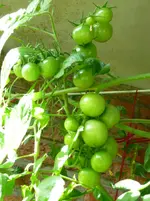 BlackCherry29.8.a.webp