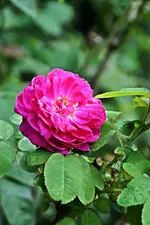 DSC_2350.webp