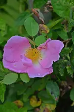DSC_2351.webp