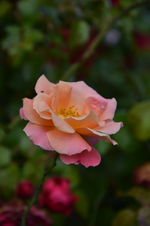 DSC_2354.webp