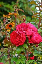DSC_2355.webp