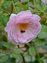 DSC_2356.webp