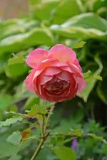 DSC_2358.webp