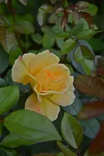 DSC_2360.webp