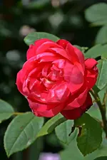 DSC_2362.webp