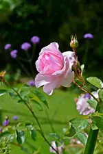 DSC_2367.webp