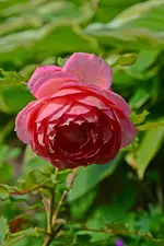 DSC_2368.webp