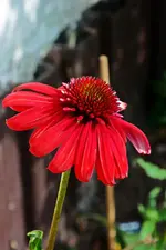 DSC_2347.webp