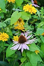 DSC_2352.webp