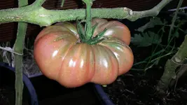 Tomate - Küsnachter.webp