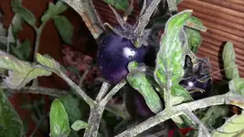 20140829_150958.webp