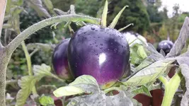 Tomate - schwarze.webp